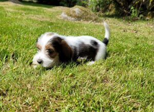 Jakthund uppfödning valpar Ismans Kennel